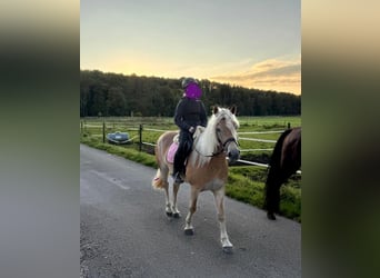 Edelbluthaflinger, Giumenta, 4 Anni, 146 cm, Sauro