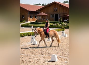 Edelbluthaflinger, Giumenta, 4 Anni, 147 cm