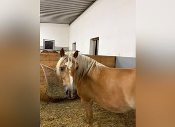 Edelbluthaflinger, Giumenta, 4 Anni, 148 cm
