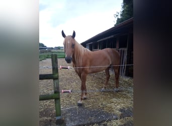 Edelbluthaflinger, Giumenta, 4 Anni, 149 cm, Sauro