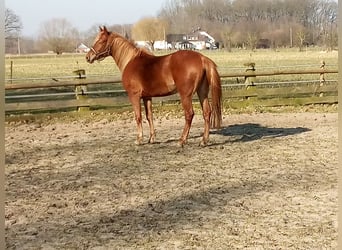 Edelbluthaflinger, Giumenta, 4 Anni, 149 cm, Sauro