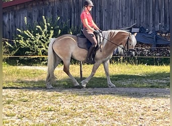 Edelbluthaflinger, Giumenta, 5 Anni, 148 cm