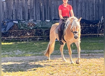 Edelbluthaflinger, Giumenta, 5 Anni, 148 cm