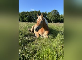 Edelbluthaflinger, Giumenta, 5 Anni, 148 cm, Sauro