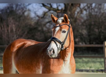 Edelbluthaflinger, Giumenta, 6 Anni, 148 cm, Sauro