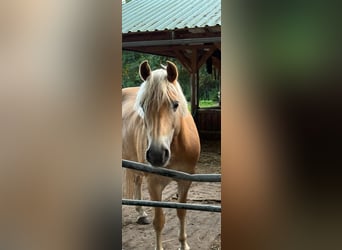 Edelbluthaflinger, Giumenta, 6 Anni, 148 cm, Sauro