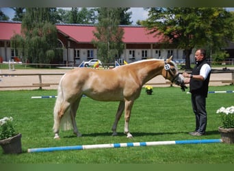 Edelbluthaflinger, Giumenta, 6 Anni, 149 cm