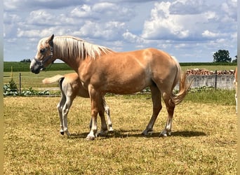 Edelbluthaflinger, Giumenta, 6 Anni, 149 cm