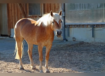 Edelbluthaflinger, Giumenta, 8 Anni, 145 cm, Sauro