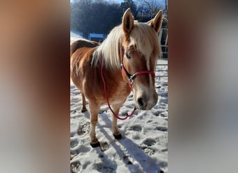 Edelbluthaflinger, Giumenta, 8 Anni, 146 cm, Palomino