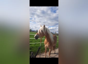 Edelbluthaflinger, Giumenta, 8 Anni, 153 cm