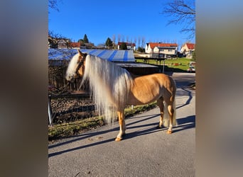 Edelbluthaflinger, Giumenta, 8 Anni, 153 cm, Sauro