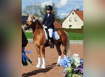Edelbluthaflinger, Hengst, 13 Jahre, 145 cm, Fuchs