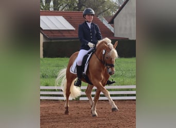 Edelbluthaflinger, Hengst, 13 Jahre, 145 cm, Fuchs