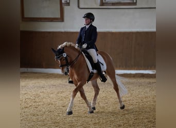 Edelbluthaflinger, Hengst, 14 Jahre, 145 cm, Fuchs