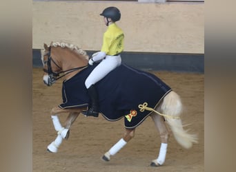 Edelbluthaflinger, Hengst, 14 Jahre, 145 cm, Fuchs