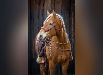 Edelbluthaflinger, Hengst, 14 Jahre, 150 cm, Fuchs