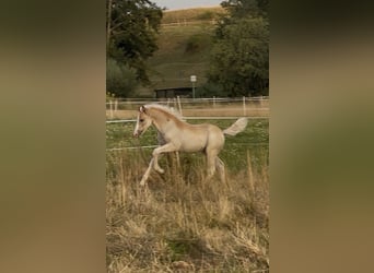 Edelbluthaflinger, Hengst, 1 Jaar, 150 cm, Vos