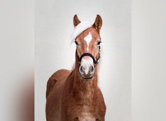 Edelbluthaflinger, Hengst, 1 Jaar, 150 cm, Vos