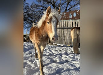 Edelbluthaflinger, Hengst, 1 Jaar, Vos