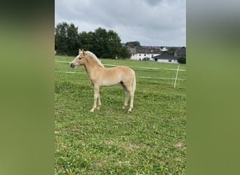 Edelbluthaflinger, Hengst, 1 Jaar, Vos