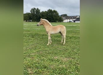 Edelbluthaflinger, Hengst, 1 Jaar, Vos