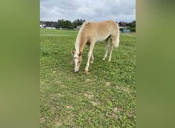 Edelbluthaflinger, Hengst, 1 Jaar, Vos