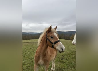 Edelbluthaflinger, Hengst, 1 Jaar, Vos