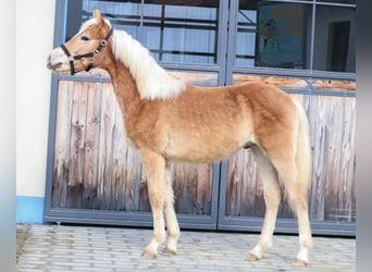 Edelbluthaflinger, Hengst, 1 Jahr, 150 cm, Fuchs