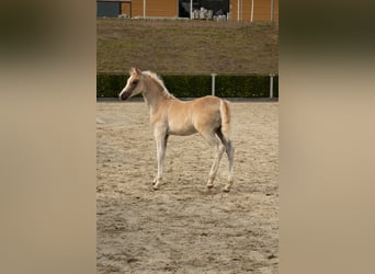 Edelbluthaflinger, Hengst, 1 Jahr, Fuchs