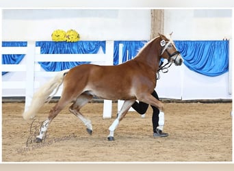 Edelbluthaflinger, Hengst, 2 Jaar, 147 cm, Vos