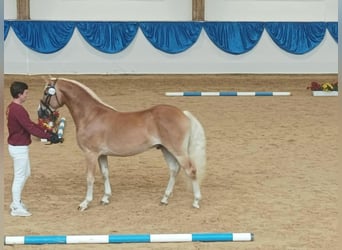 Edelbluthaflinger, Hengst, 2 Jaar, 148 cm, Vos