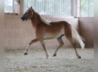 Edelbluthaflinger, Hengst, 2 Jaar