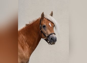Edelbluthaflinger, Hengst, 2 Jaar