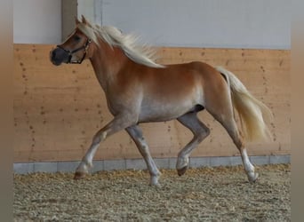 Edelbluthaflinger, Hengst, 2 Jaar, Vos