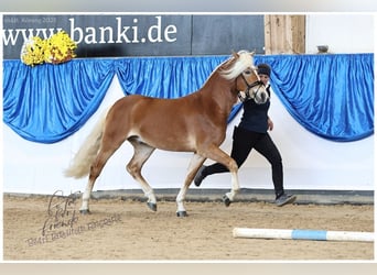 Edelbluthaflinger, Hengst, 2 Jahre, 147 cm, Fuchs