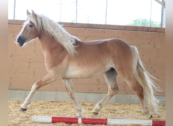 Edelbluthaflinger, Hengst, 2 Jahre, 148 cm, Fuchs