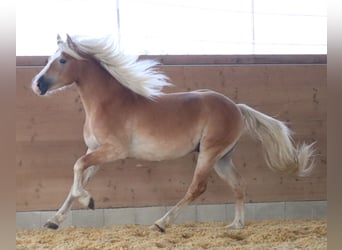 Edelbluthaflinger, Hengst, 2 Jahre, 148 cm, Fuchs