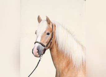 Edelbluthaflinger, Hengst, 2 Jahre, 148 cm, Fuchs