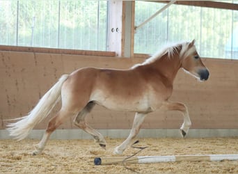 Edelbluthaflinger, Hengst, 2 Jahre, 148 cm, Fuchs