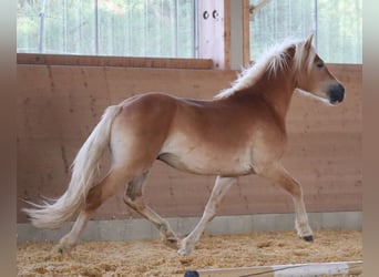 Edelbluthaflinger, Hengst, 2 Jahre, 148 cm, Fuchs