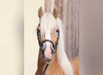 Edelbluthaflinger, Hengst, 2 Jahre, 148 cm, Fuchs