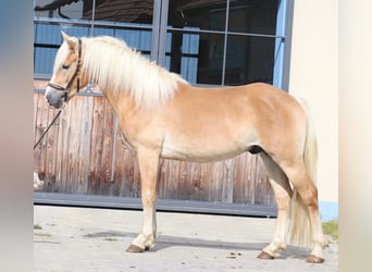 Edelbluthaflinger, Hengst, 2 Jahre, 148 cm, Fuchs