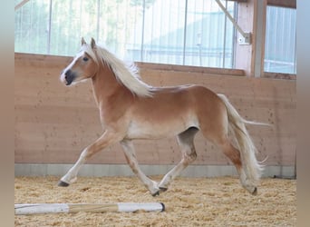 Edelbluthaflinger, Hengst, 2 Jahre, 148 cm, Fuchs