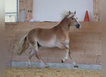 Edelbluthaflinger, Hengst, 2 Jahre, 148 cm, Fuchs