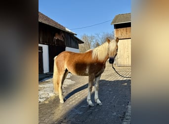 Edelbluthaflinger, Hengst, 2 Jahre, 150 cm, Fuchs