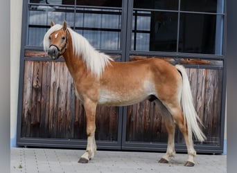 Edelbluthaflinger, Hengst, 2 Jahre