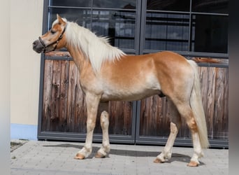 Edelbluthaflinger, Hengst, 2 Jahre, Fuchs