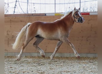 Edelbluthaflinger, Hengst, 2 Jahre, Fuchs