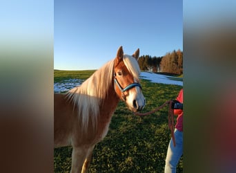 Edelbluthaflinger, Hengst, 3 Jaar, 142 cm